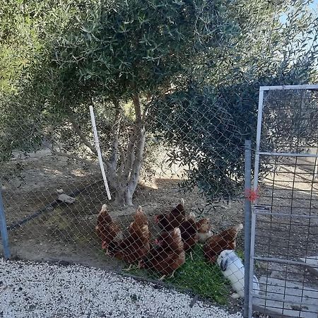 Вилла Happy Glamping Cy Agios Theodoros Экстерьер фото